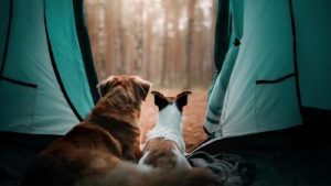 How to go camping with a dog