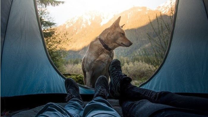 How to go camping with a dog
