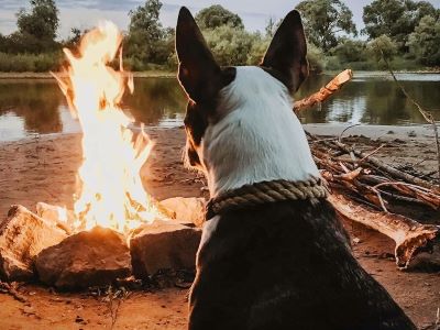 a dog sitting infront of camp fire