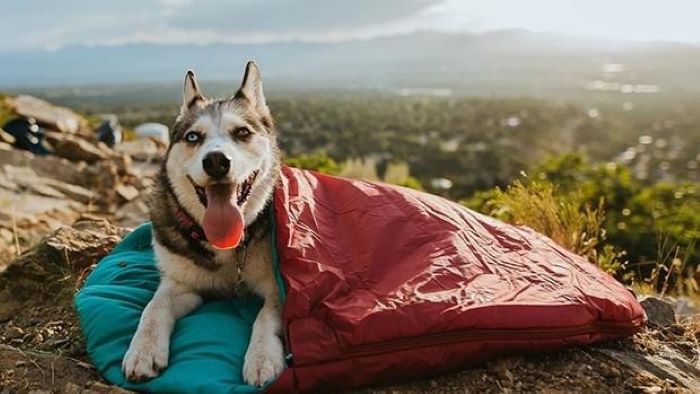 How to keep dogs warm while camping