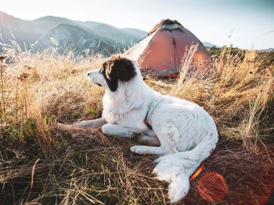 dog enjoying view from the camp