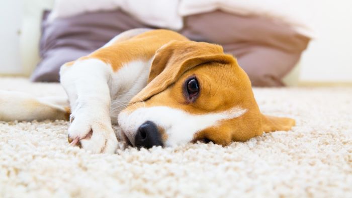 How to Keep the Carpet Clean With Dogs