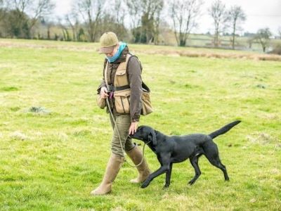 dog walking with owner in the field