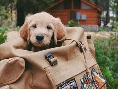 cute puppy in the bag