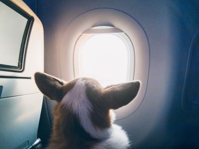 a dog enjoying view from the plane