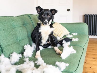 Understanding Strange Behaviors in Dogs