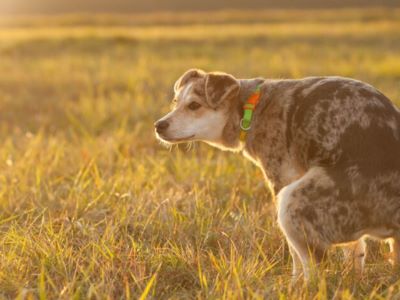 What Makes My Dogs Poop Soft