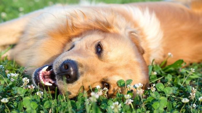 What natural antihistamine is safe for dogs