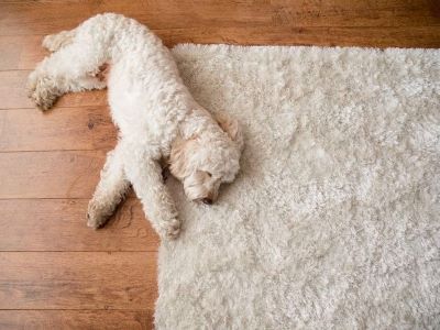 dog sleeping on the carpet