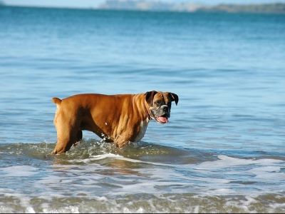 boxer dog exploring the sea