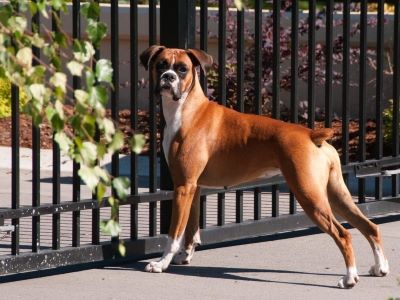 Why Boxers Are the Worst Dogs