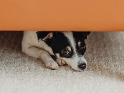 a dog hiding under a sofa
