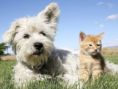 dog and a cat in the garden