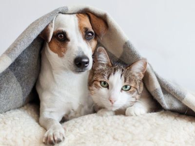 dog and a cat under the blanket