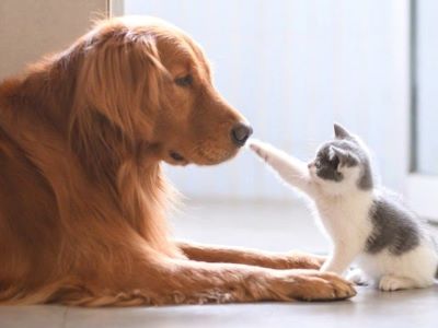 dog and a cat playing