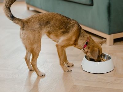 dog eating from the bowl