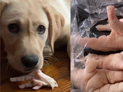 How To Prepare Chicken Feet for Your Dog?