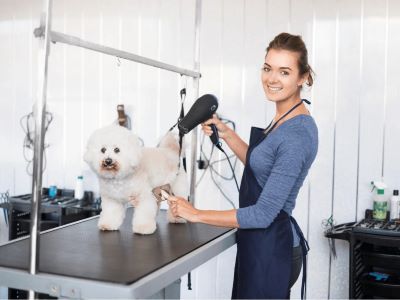 Skills Required To Be Pet Groomer