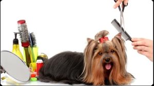dog grooming time