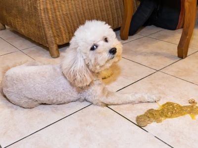 Dog Eats Too Many Ginger Nut Biscuits?