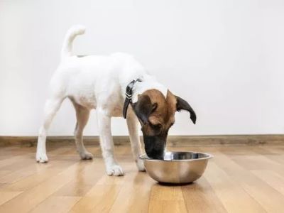The Risks of Fast Eating in Dog