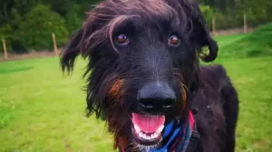 scotland-dog-killed-fireworks