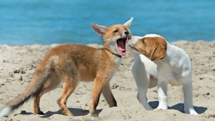 Are Foxes Related to Dogs?