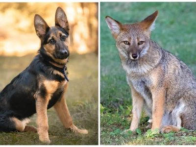 Interbreeding Dogs and Foxes