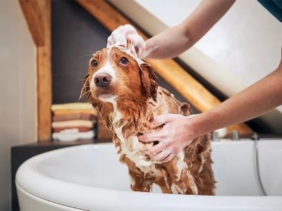 How To Choose the Right Groomer for Your Dog?
