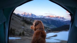How cold is too cold for dog camping