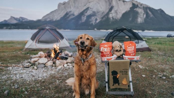 How cold is too cold for dog camping