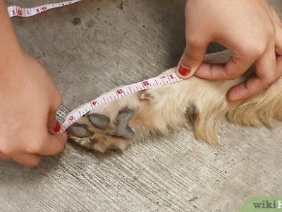 measuring dog paw