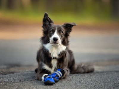 dog wearing boots on the road