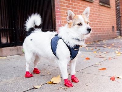 dog wearing boots on the road