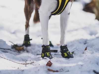 dog wearing boots in the snow