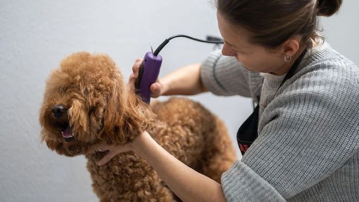 How to treat Clipper Burn on a Dog