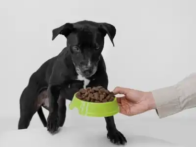 low-protein-dog-food-for-kidney-disease