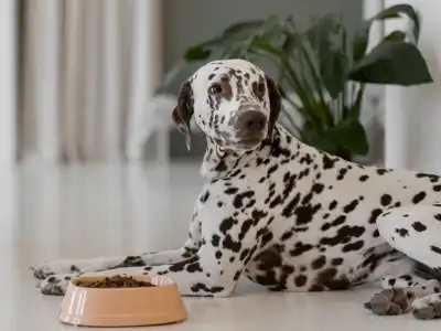 low-protein-dog-food-pets-at-home