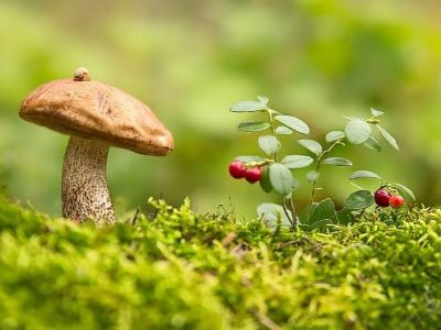 Mushrooms and Berries