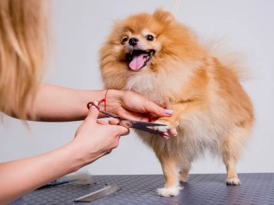 Services Included in Dog Grooming