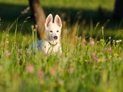 dogs with pollen sensitivity