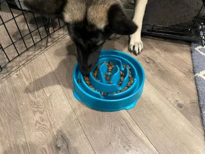 The Solutions for Fast Eating in Dog
