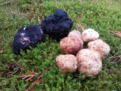 Benefits of Truffles for Dogs