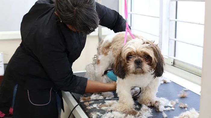 What Is Dog Grooming Explained WeWantDogs