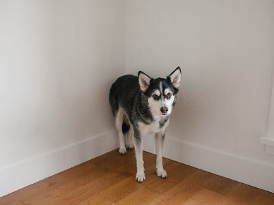 dog in corner