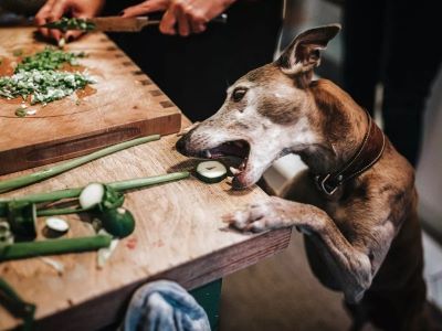 Can Dogs Eat Cooked Courgette?
