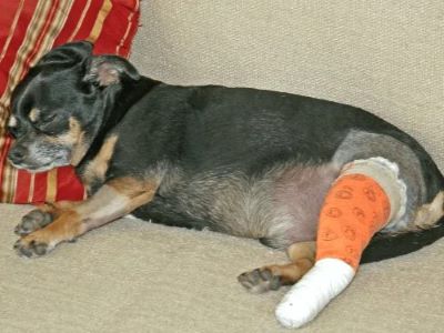 Symptoms of a Torn ACL in Dogs