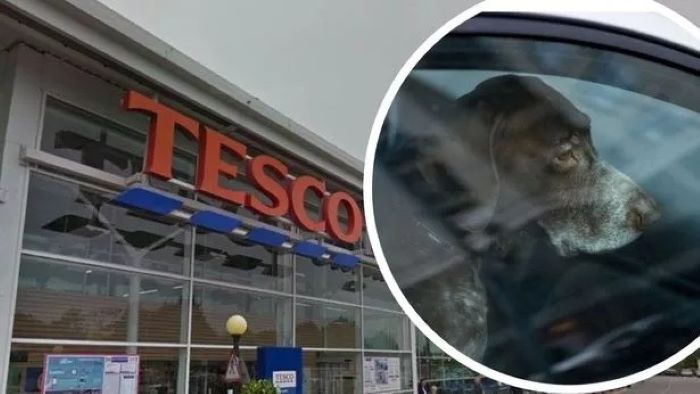 Are Dogs Allowed in Tesco