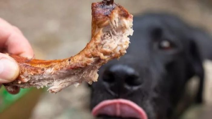 Can Dogs Eat Doner Meat