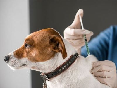 vet giving an injection to the dog